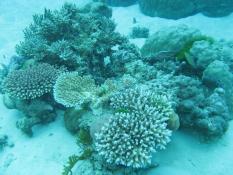 Album 2009-07 Great Barrier Reef Photo img_0962.jpg